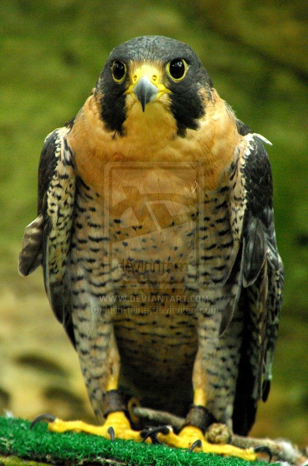 Photo:  Peregrine Falcon